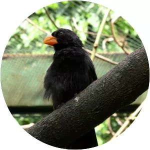 Black-throated grosbeak