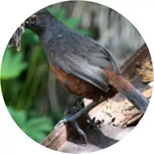 Black-throated huet-huet