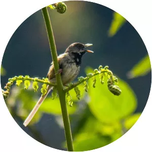 Black-throated prinia