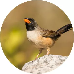 Black-throated saltator