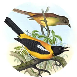 Black-throated shrike-tanager