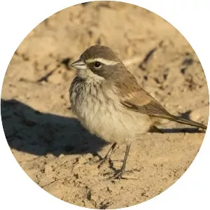 Black-throated sparrow