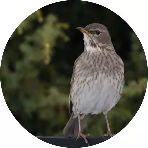 Black-throated thrush