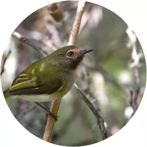 Black-throated tody-tyrant - Bird