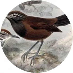 Black-throated wren