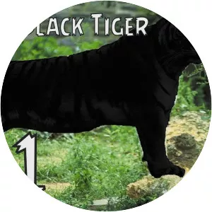 Black tiger