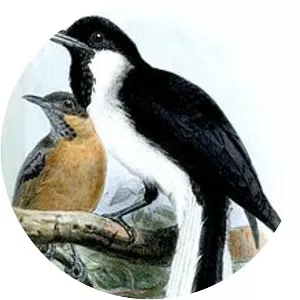 Black-tipped monarch