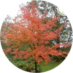 Black tupelo - Plants