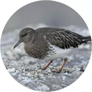 Black turnstone