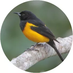 Black-vented oriole - Bird