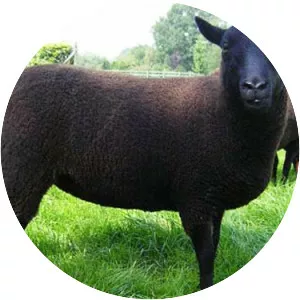 Black Welsh Mountain sheep