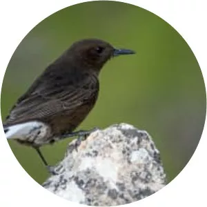 Black wheatear