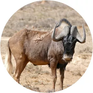 Black wildebeest - Animal