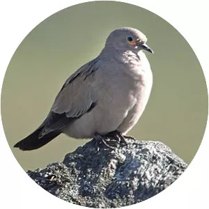 Black-winged ground dove - 