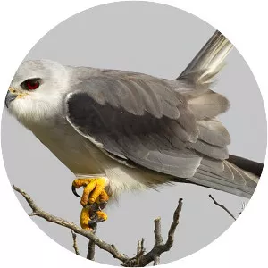 Black-winged kite