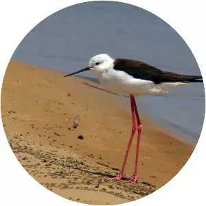 Black-winged stilt