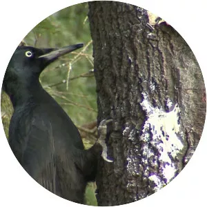 Black woodpecker