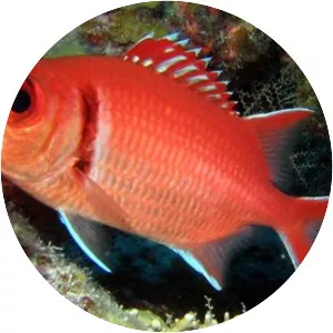Blackbar soldierfish