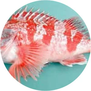 Blackbelly rosefish