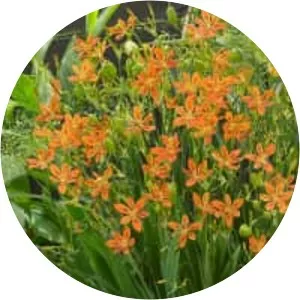 Blackberry Lily