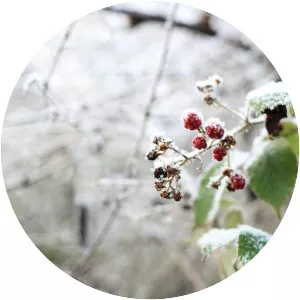 Blackberry winter photograph