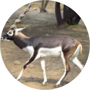 Blackbuck