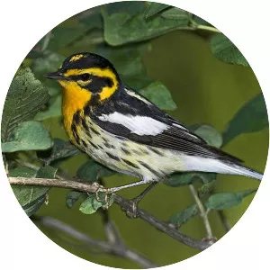 Blackburnian warbler
