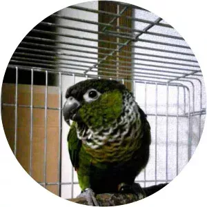 Black-capped parakeet