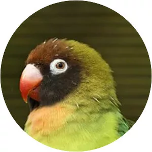Blackcheeked lovebird