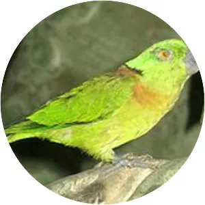Blackcollared lovebird