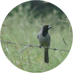 Black-faced tanager - Bird