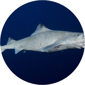 Blackfin gulper shark