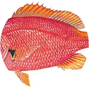 Blackfin snapper