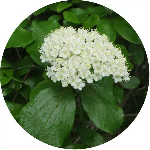 Blackhaw