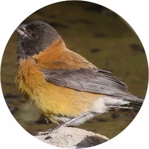Black-hooded sierra finch - Bird