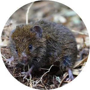 Blackish grass mouse