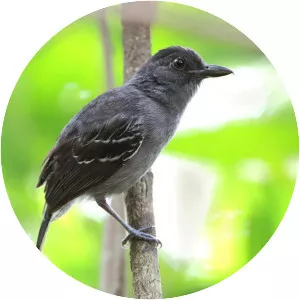 Blackish-grey antshrike