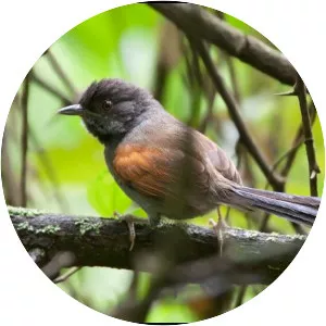 Blackish-headed spinetail