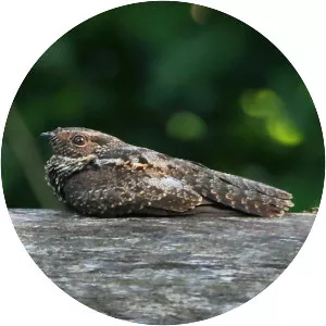 Blackish nightjar