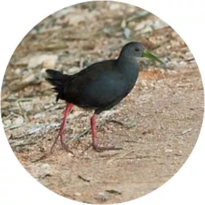Blackish rail - Bird