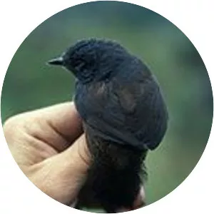 Blackish tapaculo