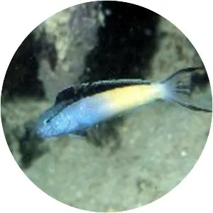 Blackline fangblenny