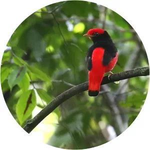 Black-necked red cotinga - 