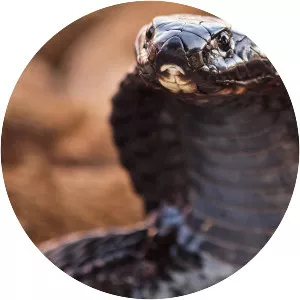 Blacknecked spitting cobra