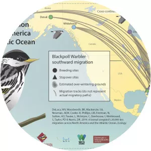 Blackpoll warbler