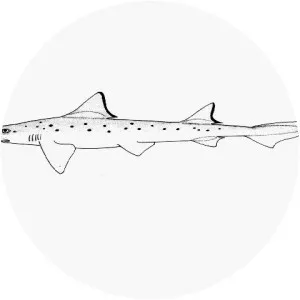 Blackspotted smooth-hound