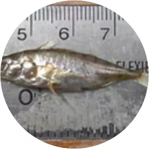 Blackspotted stickleback
