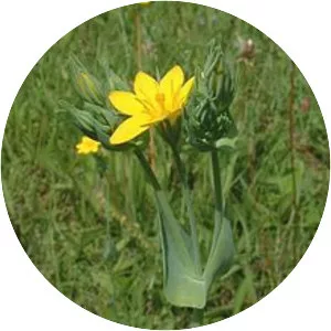 Blackstonia perfoliata