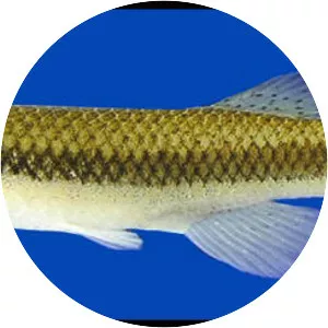 Blackstripe topminnow