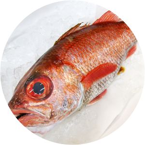 Blackthroat seaperch - Fish